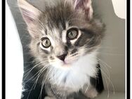 Zauberhafte Maine Coone Kitten abzugeben - Bad Schlema