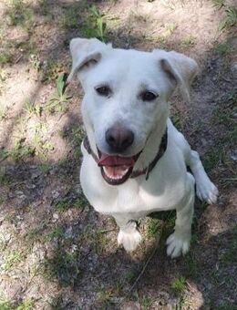 Lucy-DG, taube,kleine Fee sucht Körbchen - Neustadt (Rübenberge)
