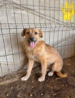 Ella, freundlich und etwas ängstlich - Bonndorf (Schwarzwald)