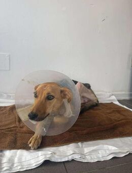 Tapfere NELLY sucht liebevolles Zuhause - Neuberg