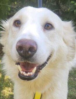 Liza - Hübsche Hündin - Obertshausen