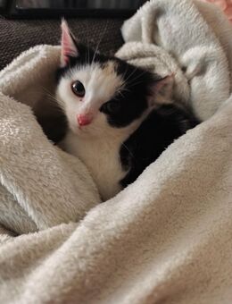 🐾 Verspielter Katerchen sucht ein liebevolles Zuhause 🐾 - Fichtenau