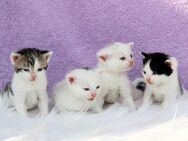 Maine Coon Mix Kitten, Baby Kätzchen, Katzen Babys - Bautzen