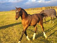 Schöner Sächsisch-Thüringer Schwerer Warmbluthengst - Groß Kreutz (Havel)