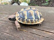 Griechische Landschildkröten Nachzucht 8/2023 - Esslingen (Neckar)