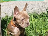 Französische Bulldoggen Welpen - Bad Brückenau