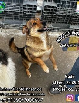 CHARLIE BROWN-kleiner Mann,großes Herz - Waakirchen