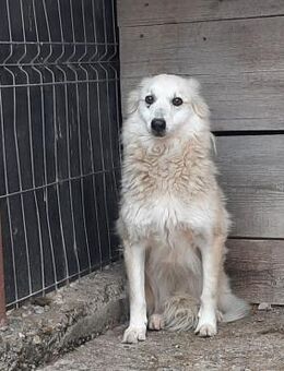 Wunderschöne Josy - Köln