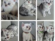 BKH Babys Reinrassig Britisch-Kurzhaar-Kitten - Hamburg Hamburg-Mitte