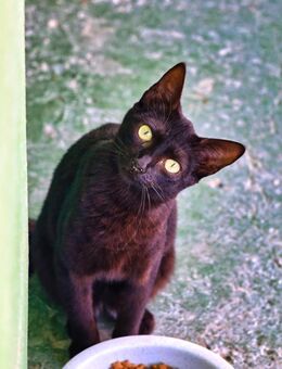 Katze Pantera 3 - Bochum