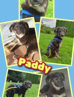 Süßer Paddy - auf Pflegestelle! - Nürnberg
