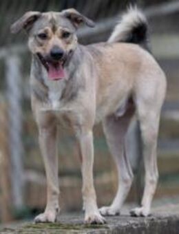 Starkes Frauchen für Milo gesucht - München