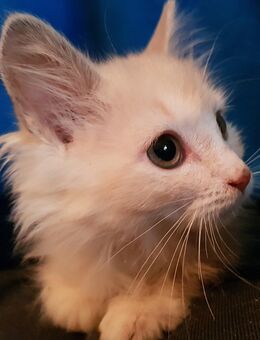 Orientalen Mix Kätzchen, Kurz- und Langhaar - Beselich