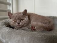 Seltene Farbe- BKH Kitten /2-Jungs - Werlte