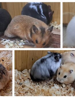junge Goldhamster Teddyhamster Hamster langhaarig - Neustadt (Sachsen) Hohwald