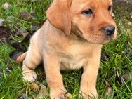 Labrador Welpen mit Ahnentafel in Foxred und Dark Foxred - Bad Kissingen