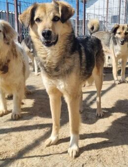 Schüchterne LOKI sucht Zuhause - Neuberg