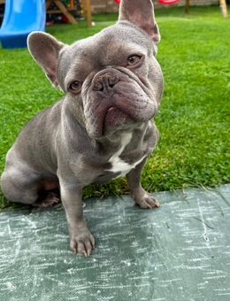 Französische Bulldogge Gucci 2 Jahre alt sucht ein liebevolles Zuhause - Gütersloh
