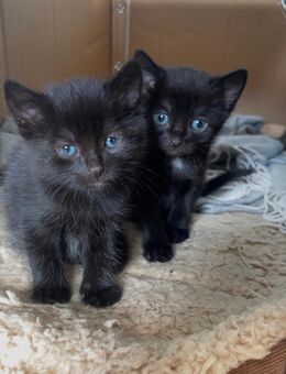 Wunderschöne BKH/EKH Kitten ab November - Fuldabrück