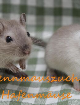 Junge und ausgewachsene Rennmäuse aus langjähriger Zucht Rennmaus Wüstenrennmaus Wüstenrennmäuse - Oldenburg
