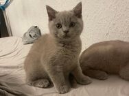 Kitten für neues zu Hause - Gummersbach