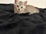 Bkh Kitten zu verkaufen!! In Ostfildern - Ostfildern