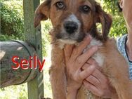 SEILY ❤ sucht Zuhause oder Pflegestelle - Langenhagen