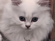 BKH und BLH Kitten mit Blau Augen - Forchheim Zentrum