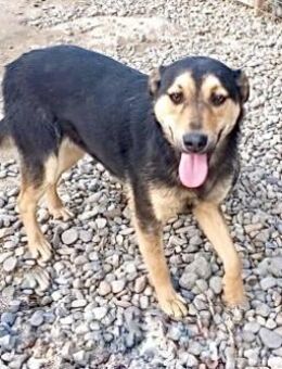 Emmi liebt es zu kuscheln - Weilheim (Oberbayern)