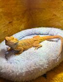 Bartagame Jipsy sucht neues liebevolles Zuhause in 09130