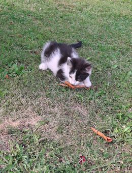 Katzenbaby (Kater) - Rastow