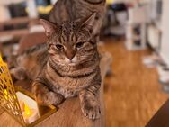 2 liebevolle BKH Kater abzugeben - Dortmund