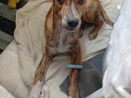 FLACO, m., Galgo-Podenco-Mix, 45 cm - Sipplingen