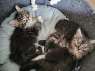 Maine Coon Kitten ohne Stammbaum - Bächingen (Brenz)