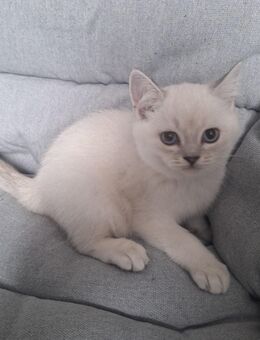 Bkh Kätzchen babykatzen Kittys - Nürnberg