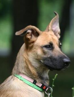 Cherry ❤️ freundlich und liebevoll - Rott (Inn)