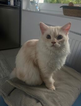 Katze Kater - Osnabrück