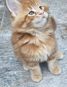 Maine coon mit Stammbaum - Euskirchen