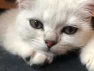 Kitten BKH Silver shaded - Ludwigsfelde