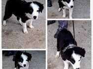 Bordercollie 3 Monate sucht noch ein liebevolles Zuhause - Stephansposching