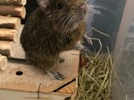 Degu abzugeben - Hannover