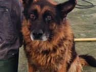 Enosh - Notfall Senior im Canile - - Bad Vilbel