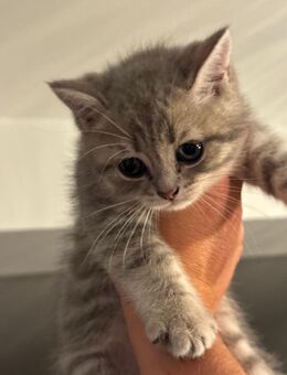 🐾 5 Britisch Kurzhaar Kitten alle mit (Ozean Blauen Augen)Liebevolle Familien gesucht! 🐾 - Hamm Zentrum