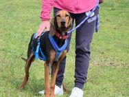 Vom Streuner zum herzlichen Couchhund - Rostock