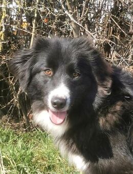 Stacy sanfte Bordercollie-Mix Hündin - Burg Reesen