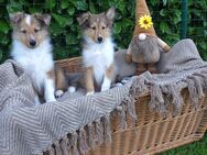 Sheltie Welpen Rüden - Edewecht