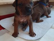 Rhodesian Ridgeback Welpen - Emstek