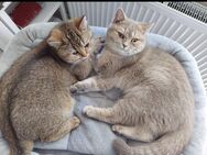 2 BKH Katzen in liebevolle Hände abzugeben - Elsterwerda