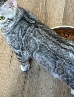 Bengal Mädchen sehr anhänglich 6 Monate Auch bringen Möglich - Dortmund