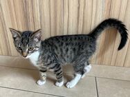 Zahmer Kater abzugeben (Kitten) - Oelde